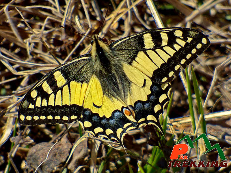 Farfalla della specie macaone (Papilio Machaon) famiglia dei Papilionidi - Fotografia di fauna alpina