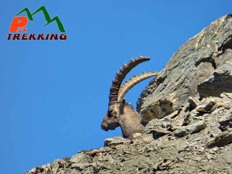 Esemplare maschio di stambecco alpino (Capra ibex) di circa 7 anni - Fotografia di fauna alpina