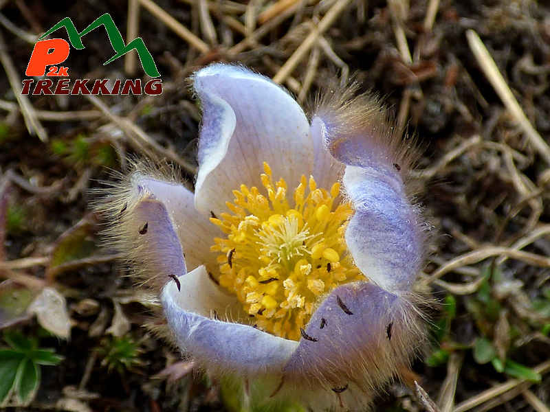 Macro fotogtafia di anemone di primavera (Pulsatilla vernalis) - Fotografia di flora alpina