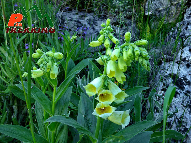 Digitale gialla (Digitalis grandiflora) - Fotografia di flora alpina
