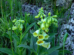 Digitale gialla - Fotografia di flora alpina