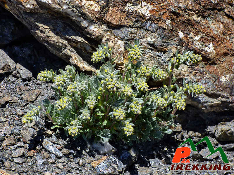 Bel ciuffo di genepì "maschio" (Artemisia genipi) - Fotografia di flora alpina