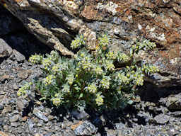 Bel ciuffo di genepì "maschio" (Artemisia genipi) - Fotografia di flora alpina