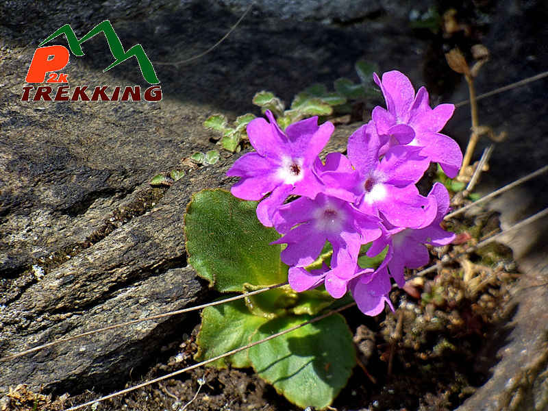 Primula del Piemonte (Primula pedemontana Thomas) - Fotografia di flora alpina